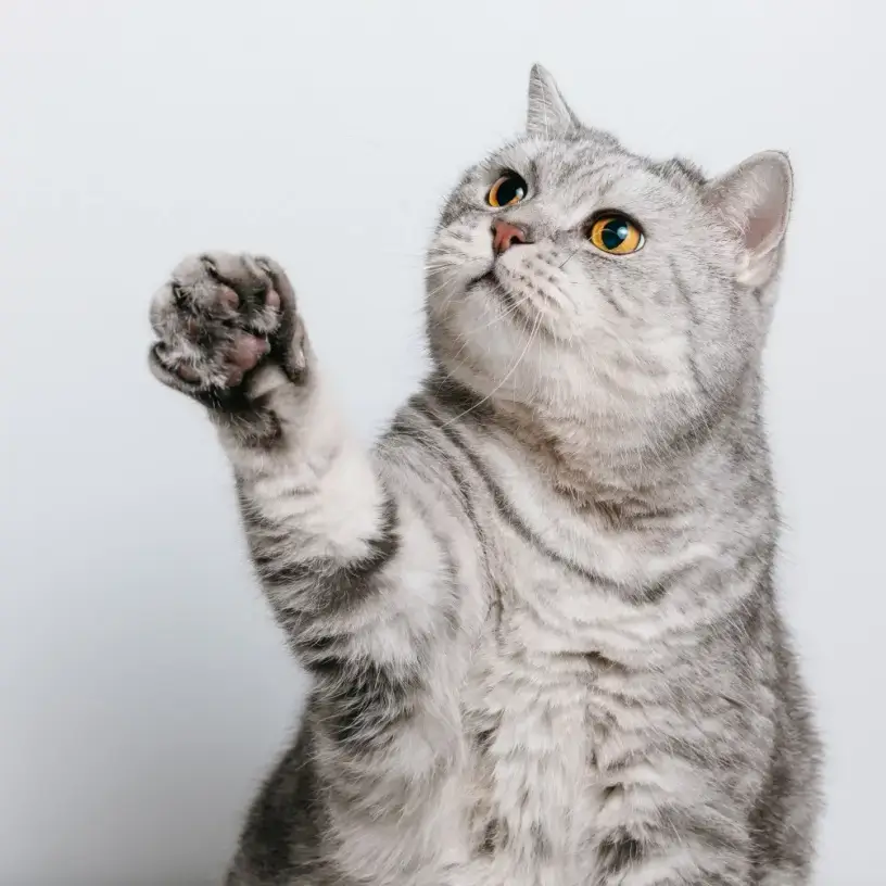 cute cat raising paws